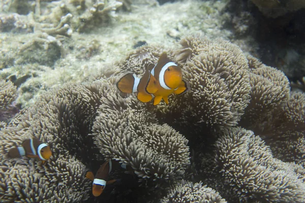 Clownfische in Anemone unter dem Meer — Stockfoto