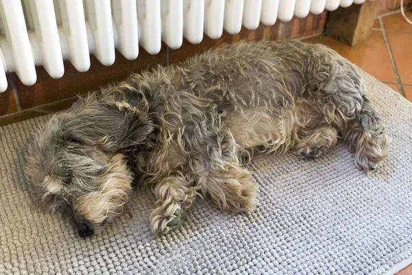 Sleeping dachshund — Stock Photo, Image