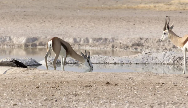 Deux springboks dans la savane namibienne — Photo
