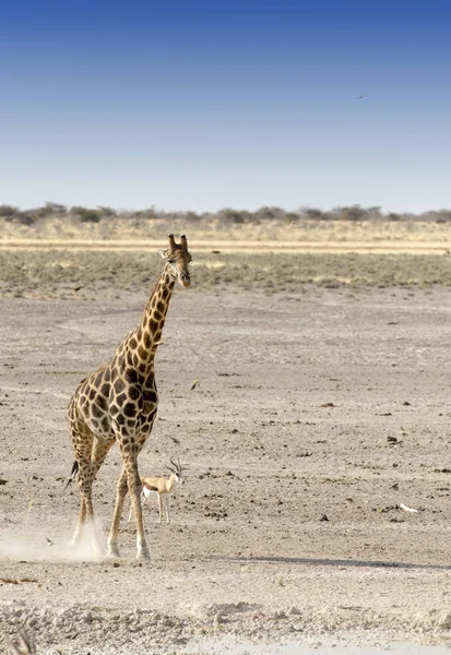 Girafe solitaire dans la savane namibienne — Photo