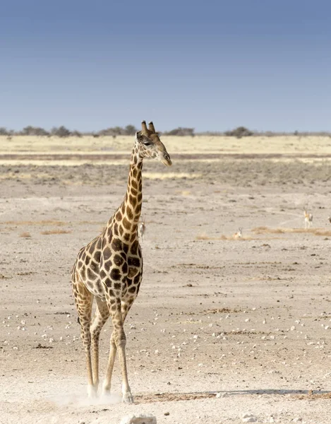 Samotny żyrafa w sawanny Namibii — Zdjęcie stockowe