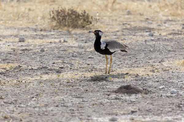 Ein nördlicher schwarzer Korhaan-Vogel — Stockfoto