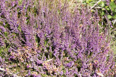 Bir çiçek arka plan fotoğrafı