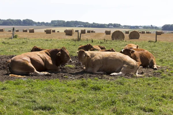 Deux grosses vaches rouges en France — Photo