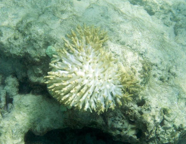 Corales en peligro de extinción en los arrecifes de coral de Seychelles —  Fotos de Stock