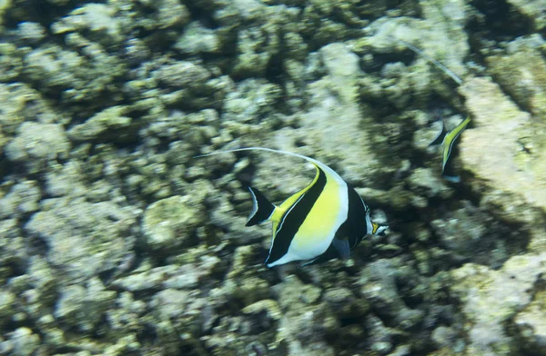 Butterfly fish in Seychelles — Stock Photo, Image