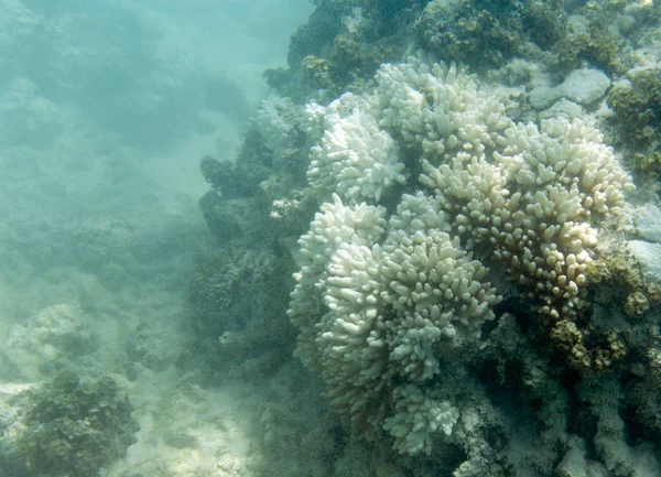 Coraux menacés aux Seychelles récif corallien — Photo