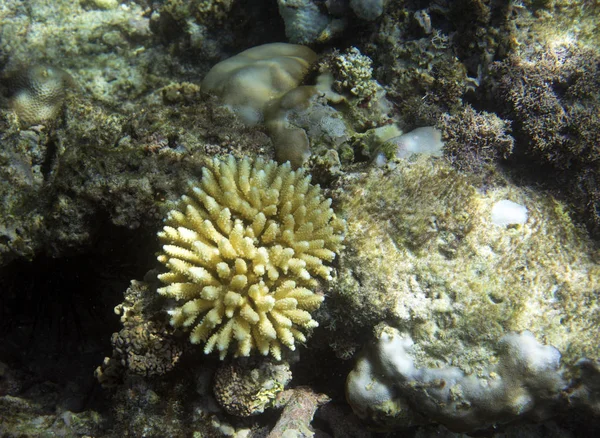 Corais ameaçados em Seychelles recife de coral — Fotografia de Stock