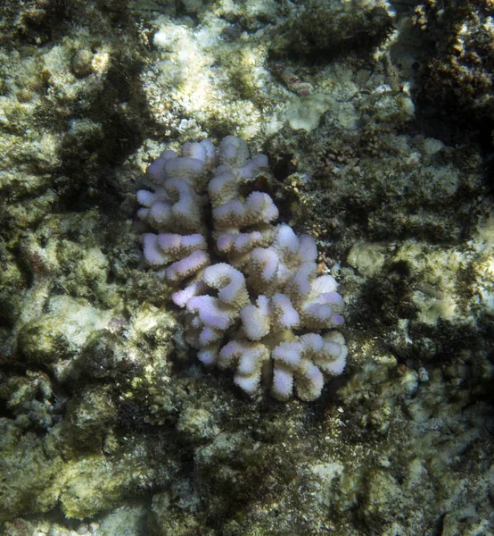 Corales en peligro de extinción en Seychelles — Foto de Stock