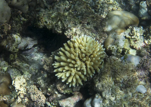 Ohrožené korály na seychelských korálových útesech — Stock fotografie