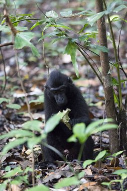 Tangkoko Milli Parkı'nda siyah makak oturan