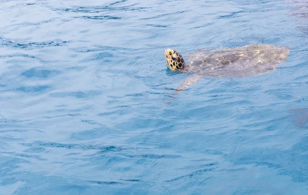 Une belle tortue de mer — Photo