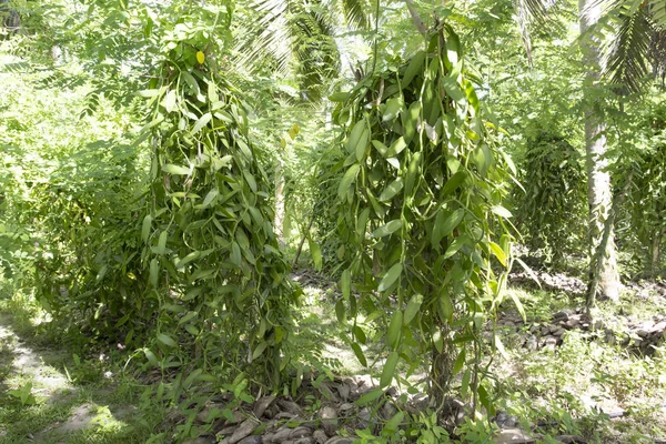 Una gran plantación de vainilla —  Fotos de Stock