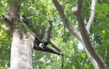 Burda Kartallar erkek