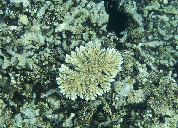 Nesli tükenmekte olan mercan resifi — Stok fotoğraf