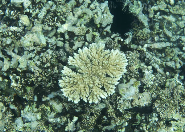 The endangered coral reef — Stock Photo, Image