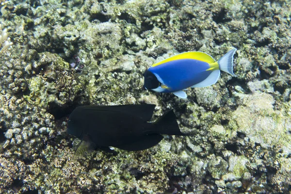 Pesce azzurro Tang — Foto Stock