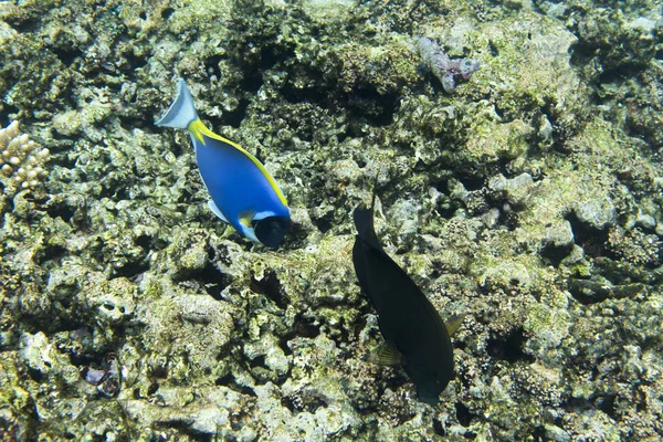 Blue tang vis — Stockfoto