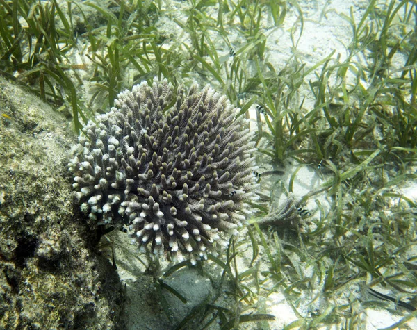 Beau corail dans les îles togiennes — Photo