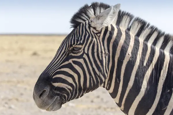 Zebra em pé na savana na Namíbia — Fotografia de Stock