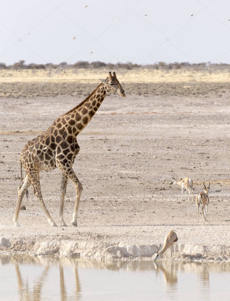 A Lonely giraffe in Namibia