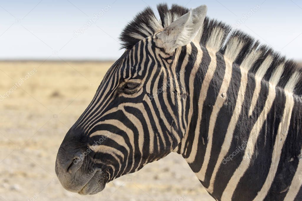 Zebra standing in the savannah in Namibia