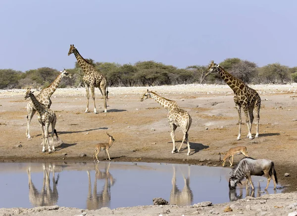 Dyr i Namibia - Stock-foto