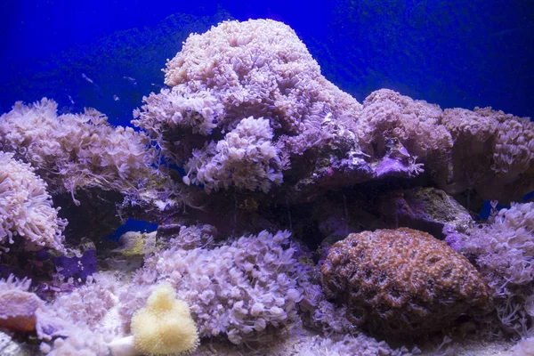 Pestré mořské akvárium — Stock fotografie