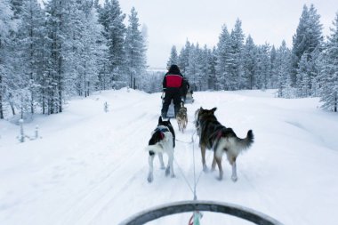 Lapland içinde kutup gecelerinde kızak