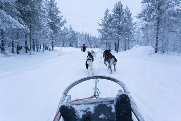 Trineo de perros en Laponia durante la noche polar — Foto de Stock