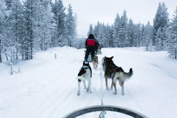 Trineo de perros en Laponia durante la noche polar — Foto de Stock
