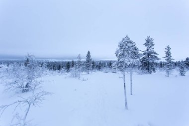 Saariselka Polar gece sırasında dondurulmuş manzara