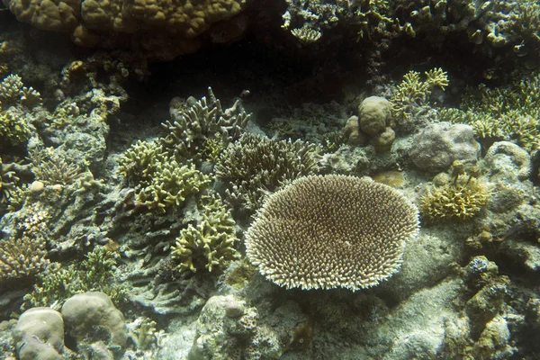 Togian adalarında mercan resifi görünümü — Stok fotoğraf