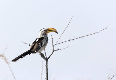 Bradfield 'ın Hornbill fotoğrafı.