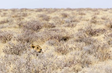 güzel bir dişi aslan