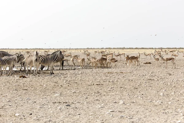 Ζώα που φθάνουν σε τρύπα νερό στην έρημο — Φωτογραφία Αρχείου