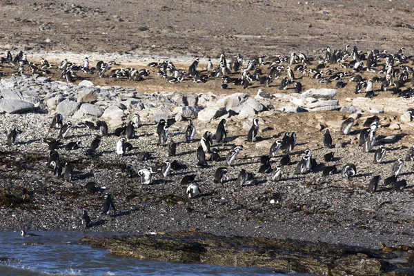 Grote groep pinguïns in Namibië — Stockfoto