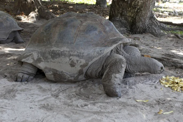 La tortuga gigante de Seychelles — Foto de Stock
