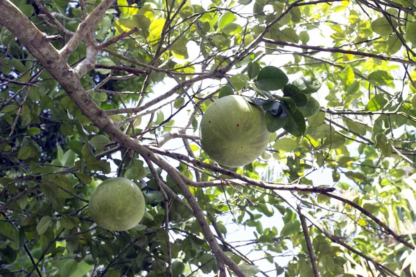 Frutas em uma árvore pomelo — Fotografia de Stock