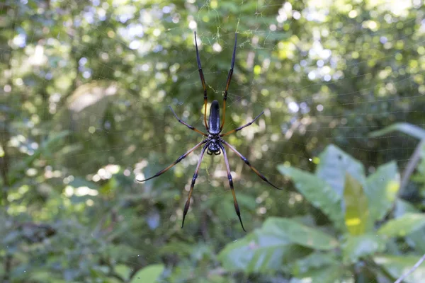 A beautiful spider in La Digue — Stock Photo, Image