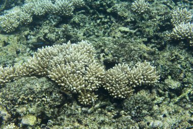 La Digue mercan ağartma