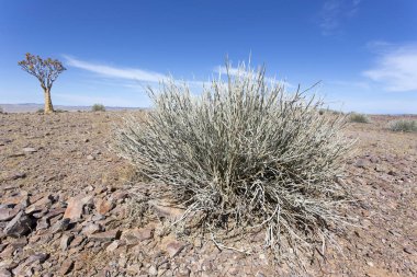 Titreme ağacı çöl bölgesi