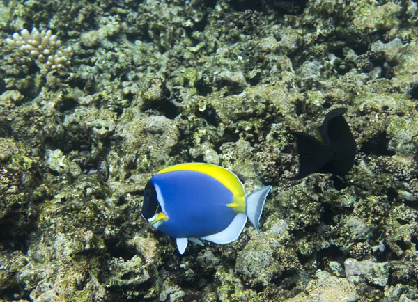 Blue Tang pesce nella barriera corallina in via di estinzione — Foto Stock