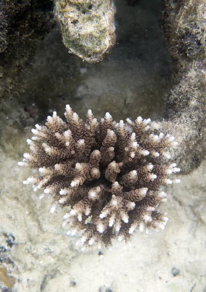 Eine wachsende Koralle im Meer der togischen Inseln — Stockfoto