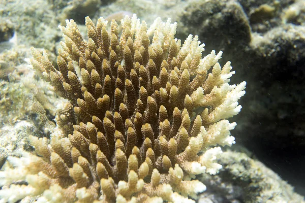 Rostoucí korály v moři Togiových ostrovů — Stock fotografie