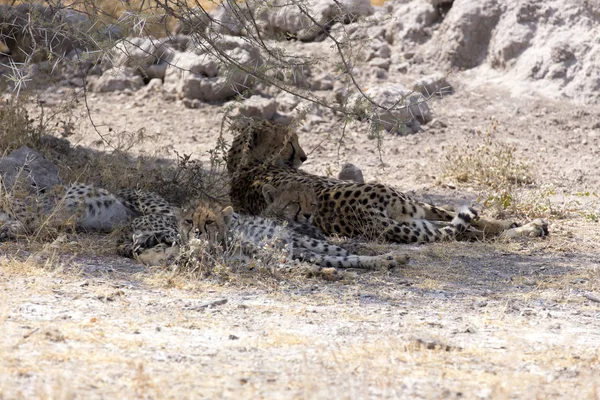 A big cheetah with puppies in Namibia — Stock Photo, Image