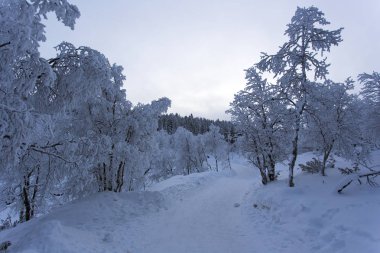Kış aylarında lapland donmuş manzara