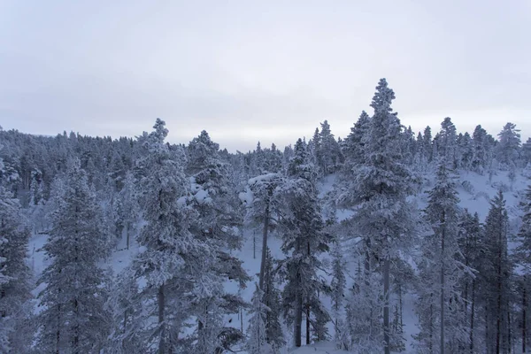 El paisaje helado de Laponia durante el invierno —  Fotos de Stock