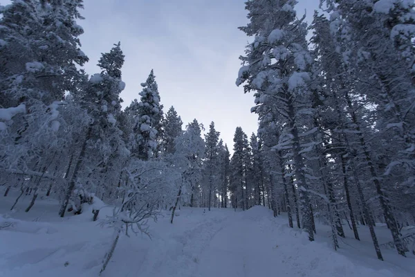 Kış aylarında lapland donmuş manzara