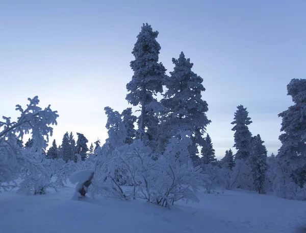 Laponsko zamrzlá krajina v zimě — Stock fotografie
